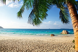 Serene tropical beach scene with palm tree framing turquoise ocean and white sand HD wallpaper