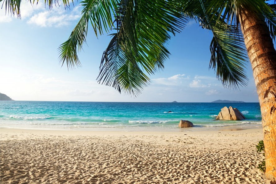 Serene tropical beach scene with palm tree framing turquoise ocean and white sand HD wallpaper