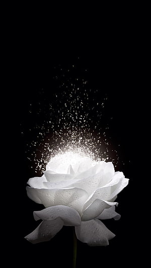 White Rose with Water Droplets and Sparkling Light on Black Background HD phone wallpaper