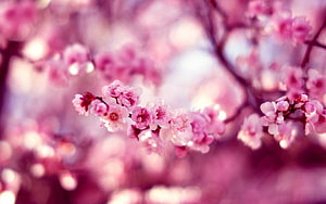 Soft Focus Pink Sakura Blossoms on Branches with Dreamy Bokeh Background HD wallpaper