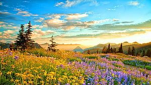 Vibrant Wildflower Meadow at Sunset with Mountain Range and Evergreen Trees HD wallpaper