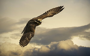 Majestic Eagle Soaring Through Dramatic Cloudy Sky at Golden Hour HD wallpaper