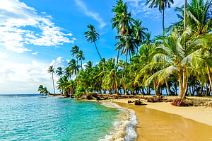 Tropical Caribbean Beach With Turquoise Water, White Sand, and Lush Palm Trees Under a Bright Blue Sky HD wallpaper