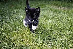 Adorable black and white kitten walking through a lush green grassy field HD wallpaper
