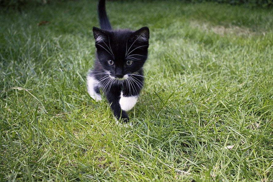 Adorable black and white kitten walking through a lush green grassy field HD wallpaper
