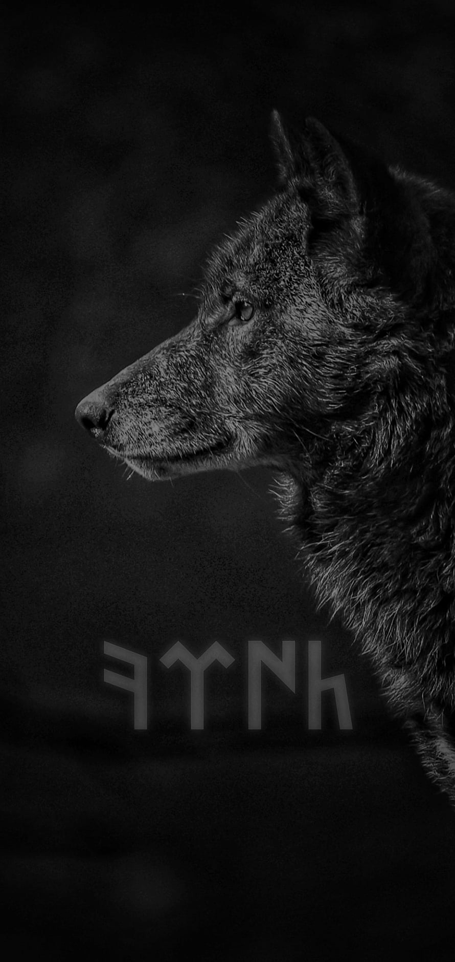 Monochrome Wolf Profile Portrait with Turkic Script Lettering on Dark Background HD phone wallpaper