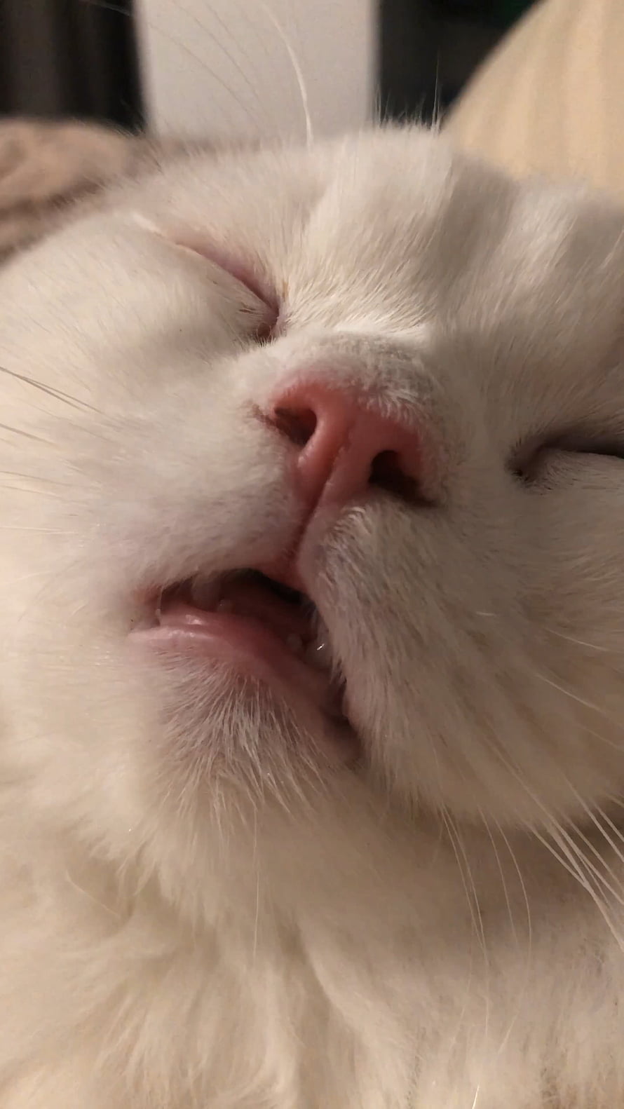Close-up of a sleeping white cat with soft fur and pink nose HD phone wallpaper
