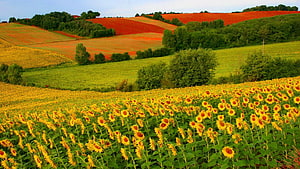 Vast sunflower field stretching across rolling green hills with vibrant red and orange farmland in the distance HD wallpaper