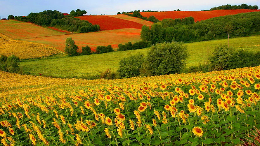 Vast sunflower field stretching across rolling green hills with vibrant red and orange farmland in the distance HD wallpaper