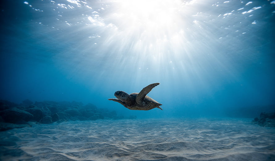 Sea turtle gliding through sunlit blue ocean water above a sandy seabed HD wallpaper