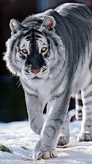 Majestic White Tiger Walking Through Snowy Winter Landscape HD phone wallpaper
