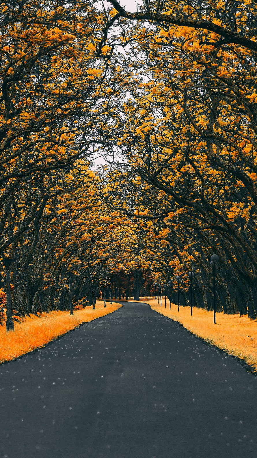 Golden Autumn Tree Tunnel Lining a Winding Park Pathway HD phone wallpaper