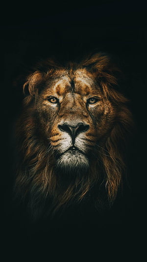 Majestic Male Lion Portrait with Full Mane Against Dark Background HD phone wallpaper