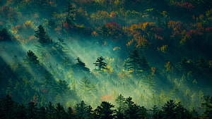 Sunbeams piercing through misty autumn forest with vibrant foliage and evergreen trees HD wallpaper