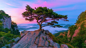 Lone Pine Tree on Rocky Summit Above Sea of Clouds at Daedunsan South Korea HD wallpaper