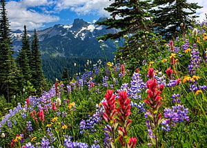 Vibrant Alpine Wildflower Meadow with Snow-Capped Mountain Peaks and Evergreen Forest HD wallpaper