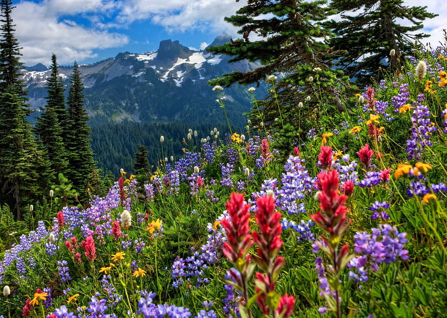 Vibrant Alpine Wildflower Meadow with Snow-Capped Mountain Peaks and Evergreen Forest HD wallpaper