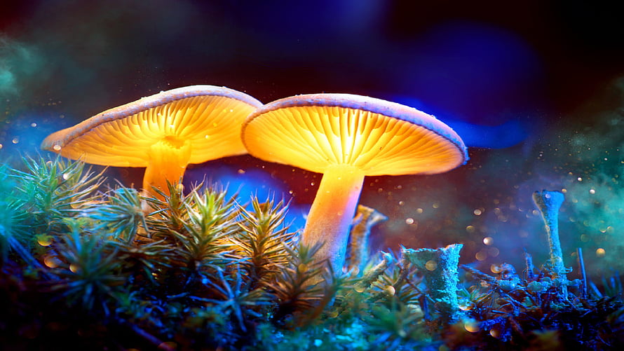 Glowing Bioluminescent Mushrooms in a Dark Forest with Vibrant Blue and Orange Lighting HD wallpaper