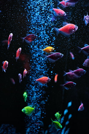 Vibrant Tetras Swimming Through a Column of Bubbles in a Dark Aquarium HD phone wallpaper