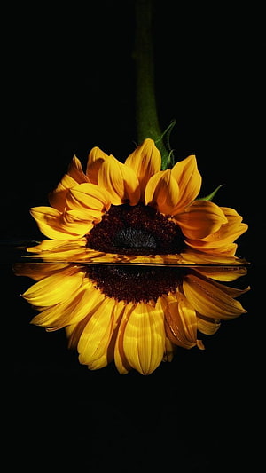Sunflower Floating on Water Surface with Perfect Reflection Against Black Background HD phone wallpaper