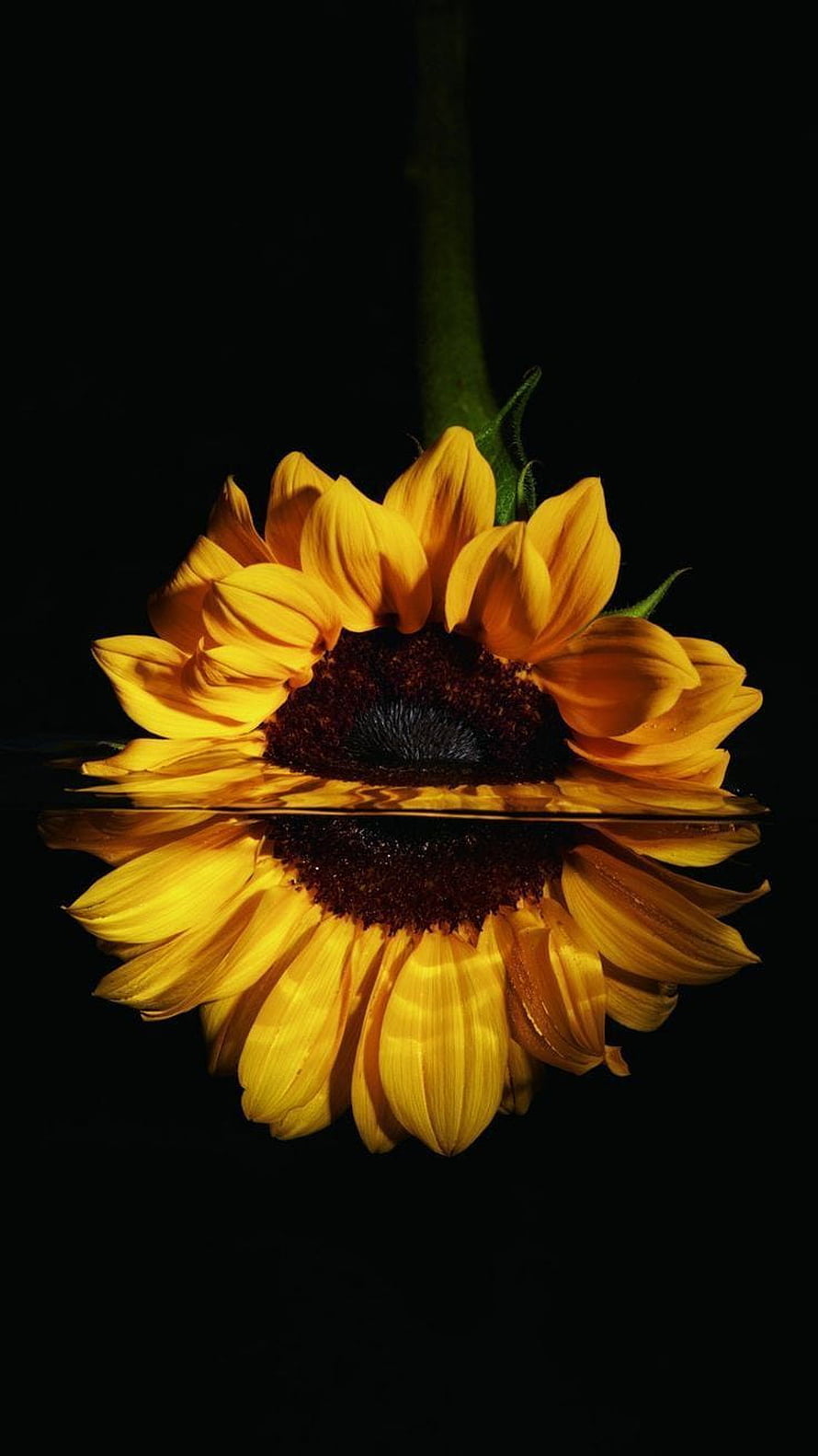 Sunflower Floating on Water Surface with Perfect Reflection Against Black Background HD phone wallpaper