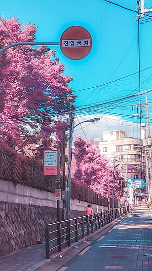 Korean City Street Lined With Pink Cherry Blossoms Under A Bright Blue Sky HD phone wallpaper
