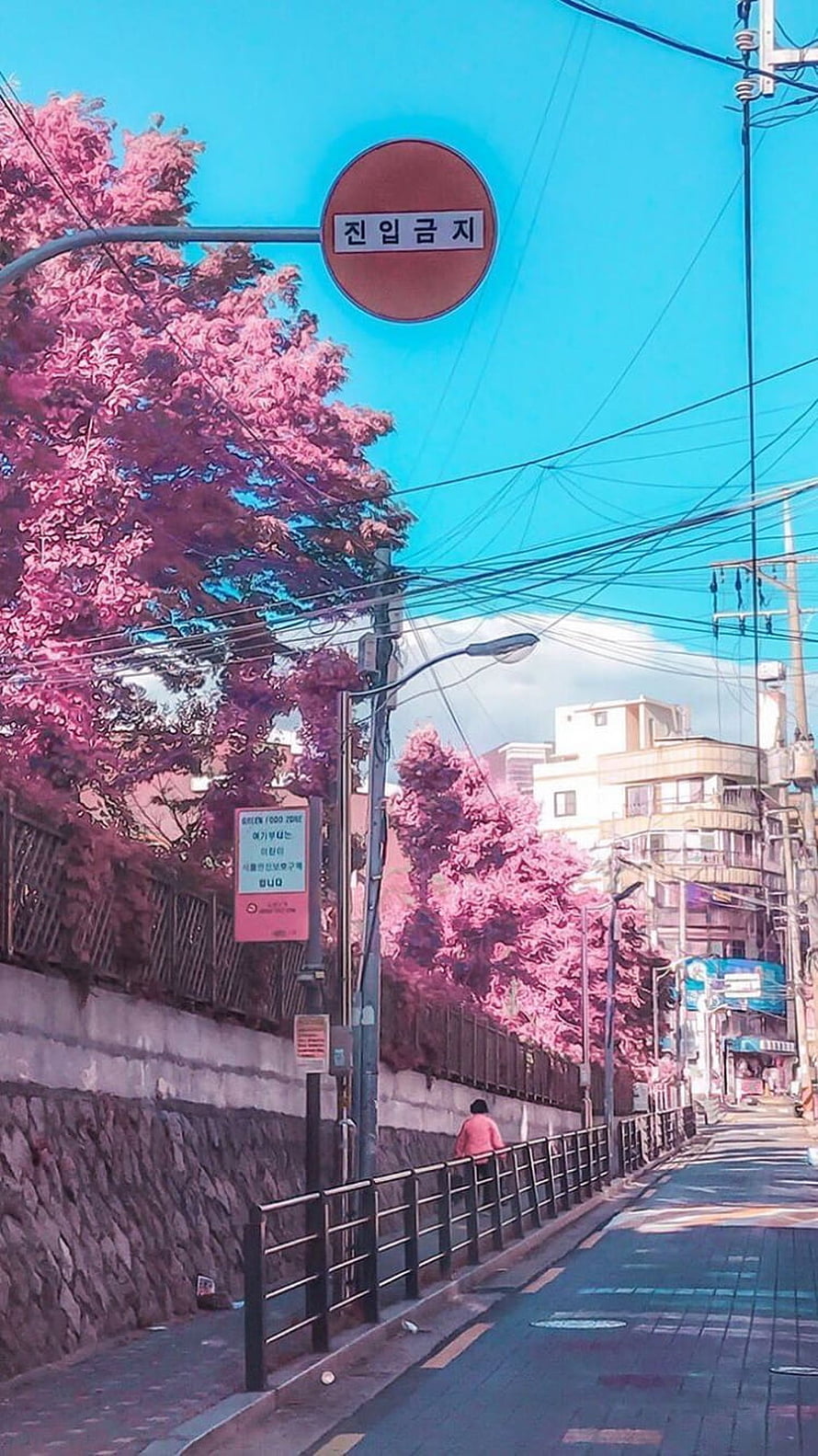 Korean City Street Lined With Pink Cherry Blossoms Under A Bright Blue Sky HD phone wallpaper