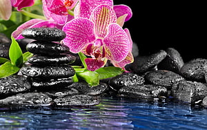 Pink Orchid and Stacked Black Stones in Zen Spa Water Setting HD wallpaper
