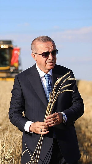 Recep Tayyip Erdogan in a dark suit holding wheat stalks in a golden field with a combine harvester in the background HD phone wallpaper