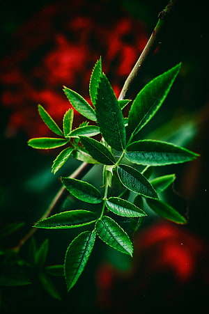 Vibrant Green Rose Leaves in Macro Close-Up Against a Blurred Red Background HD phone wallpaper