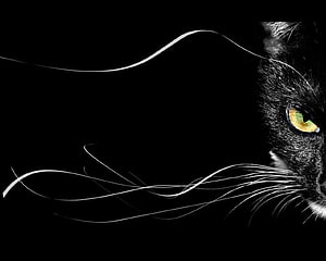 Dramatic Black Cat Portrait with Golden Eyes and Flowing Whiskers on Dark Background HD wallpaper