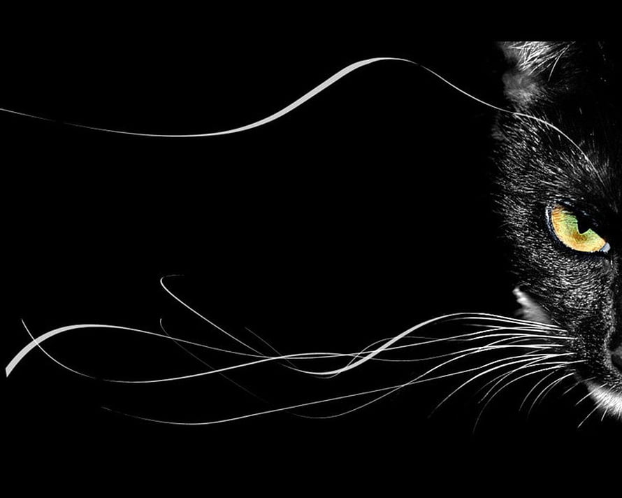 Dramatic Black Cat Portrait with Golden Eyes and Flowing Whiskers on Dark Background HD wallpaper