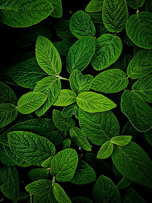 Vibrant Green Leaf Texture Close-Up with Intricate Vein Patterns on Dark Background HD phone wallpaper