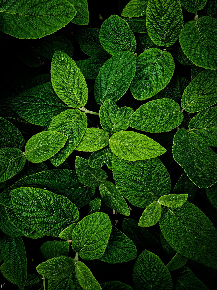 Vibrant Green Leaf Texture Close-Up with Intricate Vein Patterns on Dark Background HD phone wallpaper