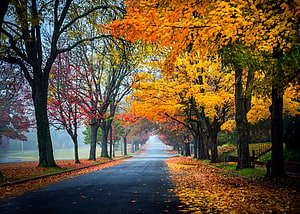 Misty Autumn Road Lined With Vibrant Orange And Red Foliage HD wallpaper