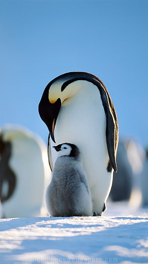 Emperor Penguin Parent and Chick on Snowy Antarctic Ice HD phone wallpaper