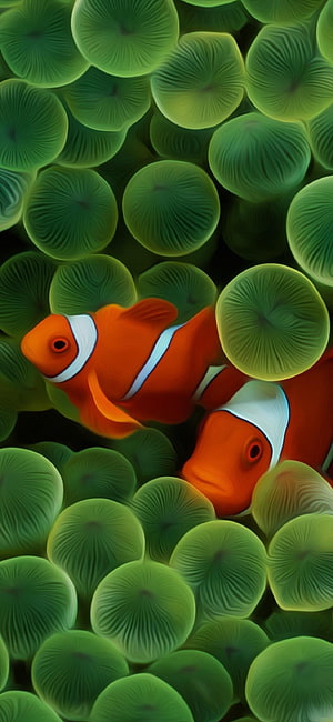 Vibrant Orange Clownfish Swimming Among Lush Green Sea Anemone Tentacles HD phone wallpaper