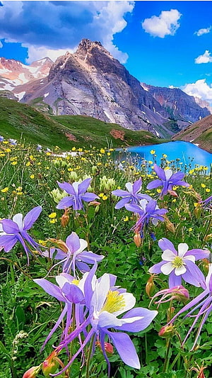 Vibrant Purple Wildflowers in a Mountain Meadow with Alpine Lake and Snow-Capped Peaks HD phone wallpaper