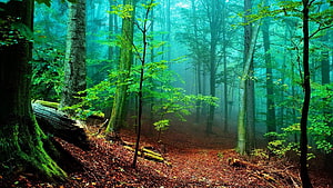 Misty Forest Path with Tall Trees and Lush Green Foliage HD wallpaper