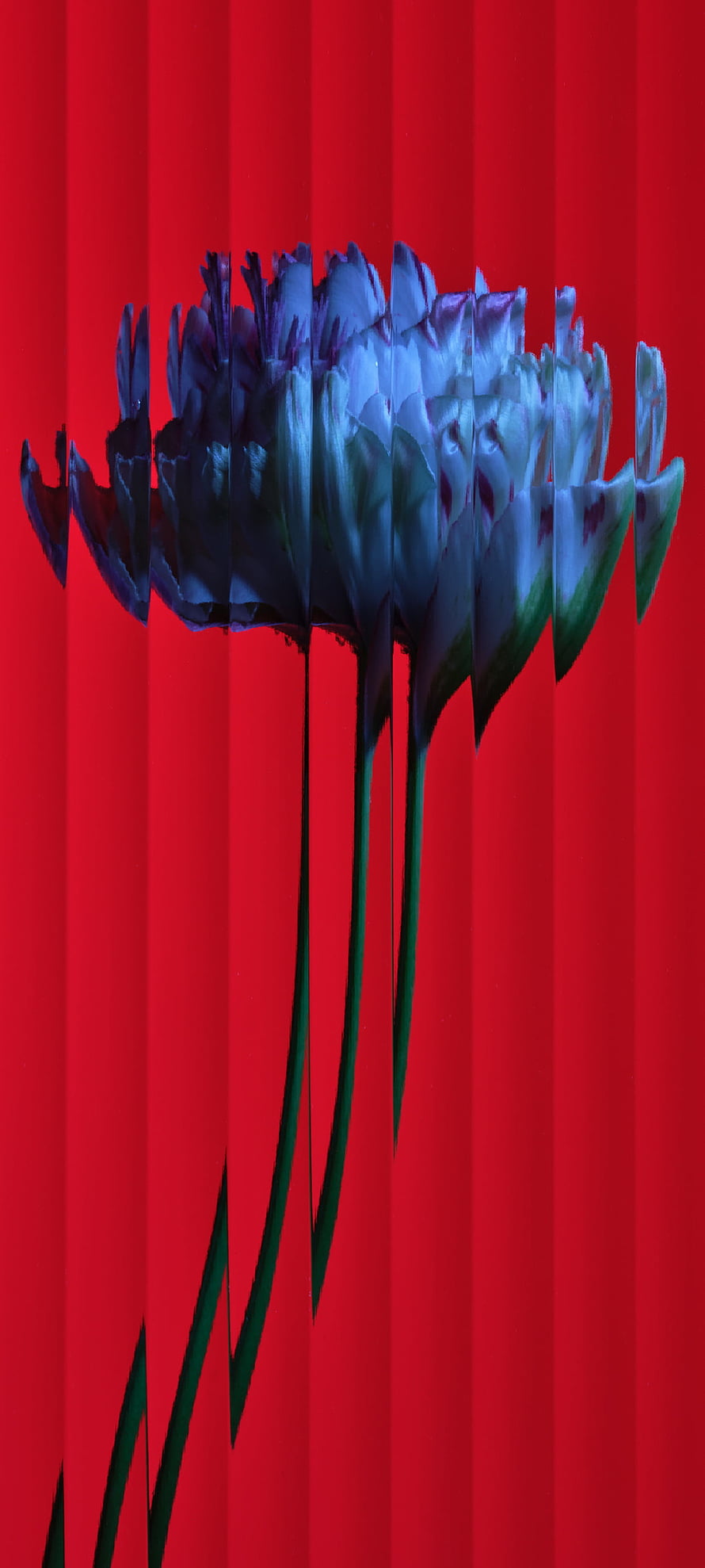 Stylized Tulip Bouquet with Glitch Art Effect on Vibrant Red Background HD phone wallpaper
