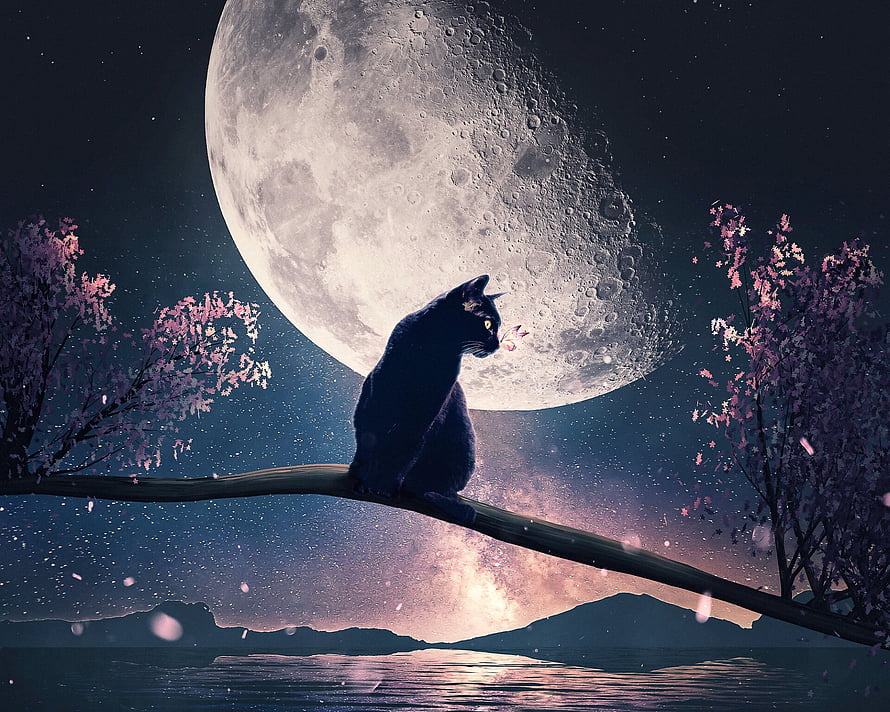 Black Cat Silhouette on Branch Under Giant Moon with Cherry Blossoms and Starry Night Sky HD wallpaper