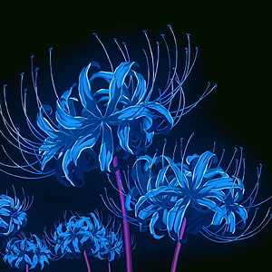 Glowing Blue Spider Lily Flowers with Neon Stems on Dark Background HD phone wallpaper