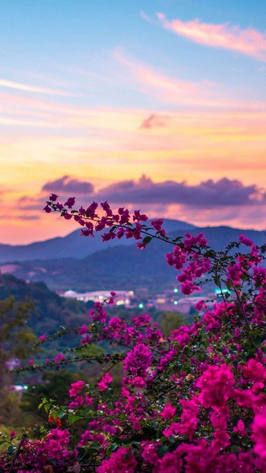 Vibrant Bougainvillea Blooms Against a Pastel Sunset Sky and Distant Mountains HD phone wallpaper