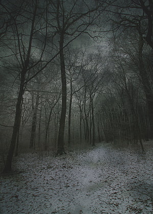 Eerie Winter Forest Path Shrouded in Fog and Snow HD phone wallpaper