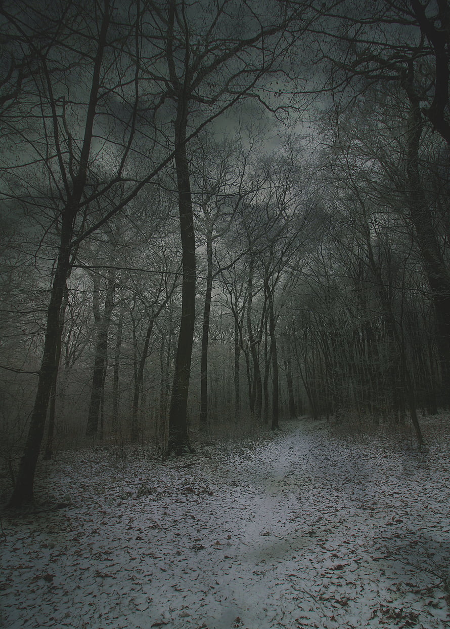 Eerie Winter Forest Path Shrouded in Fog and Snow HD phone wallpaper