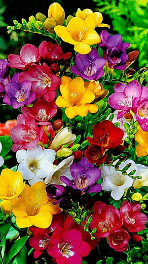 Vibrant Freesia Blooms in Yellow, Purple, Red, and White Against Lush Green Foliage HD phone wallpaper