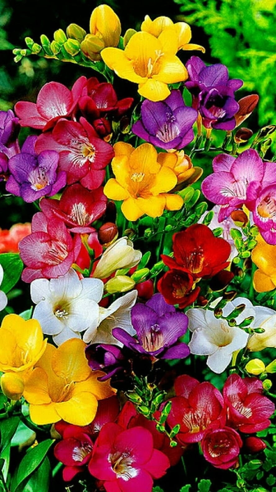 Vibrant Freesia Blooms in Yellow, Purple, Red, and White Against Lush Green Foliage HD phone wallpaper