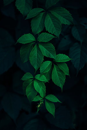 Dark Green Ivy Leaves Against a Deep Black Background HD phone wallpaper