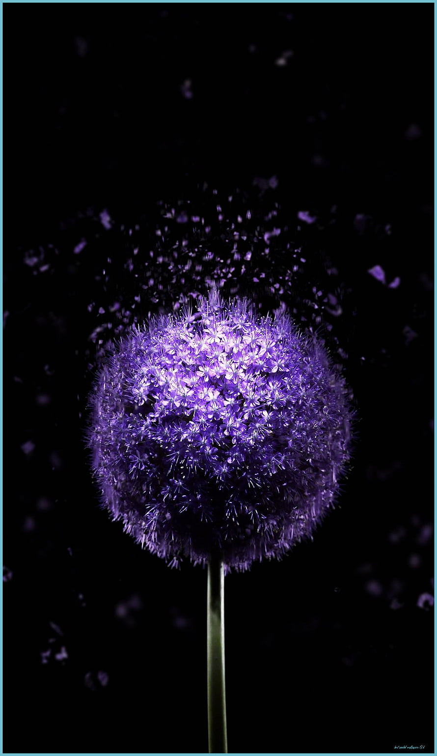 Vivid Purple Allium Flower Head Against Black Background with Floating Petals HD phone wallpaper