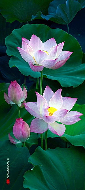 Pink Lotus Flowers and Green Pads in a Serene Pond Setting HD phone wallpaper